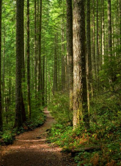 A trail through a sunlit Pacific Northwest forest.